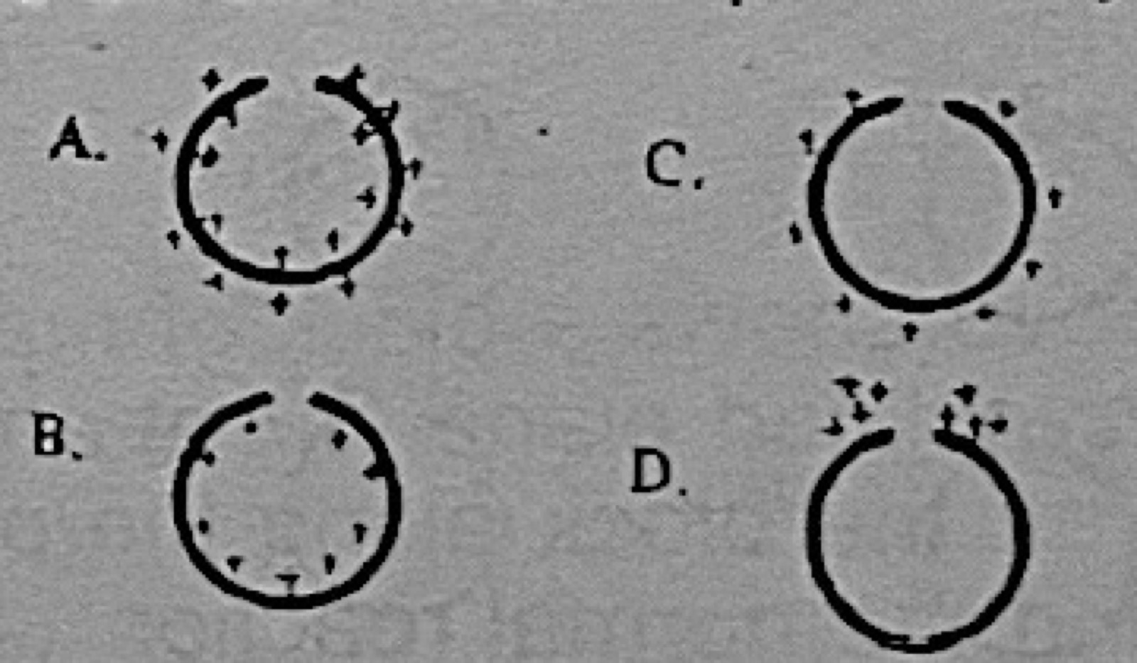 Diagram for this question