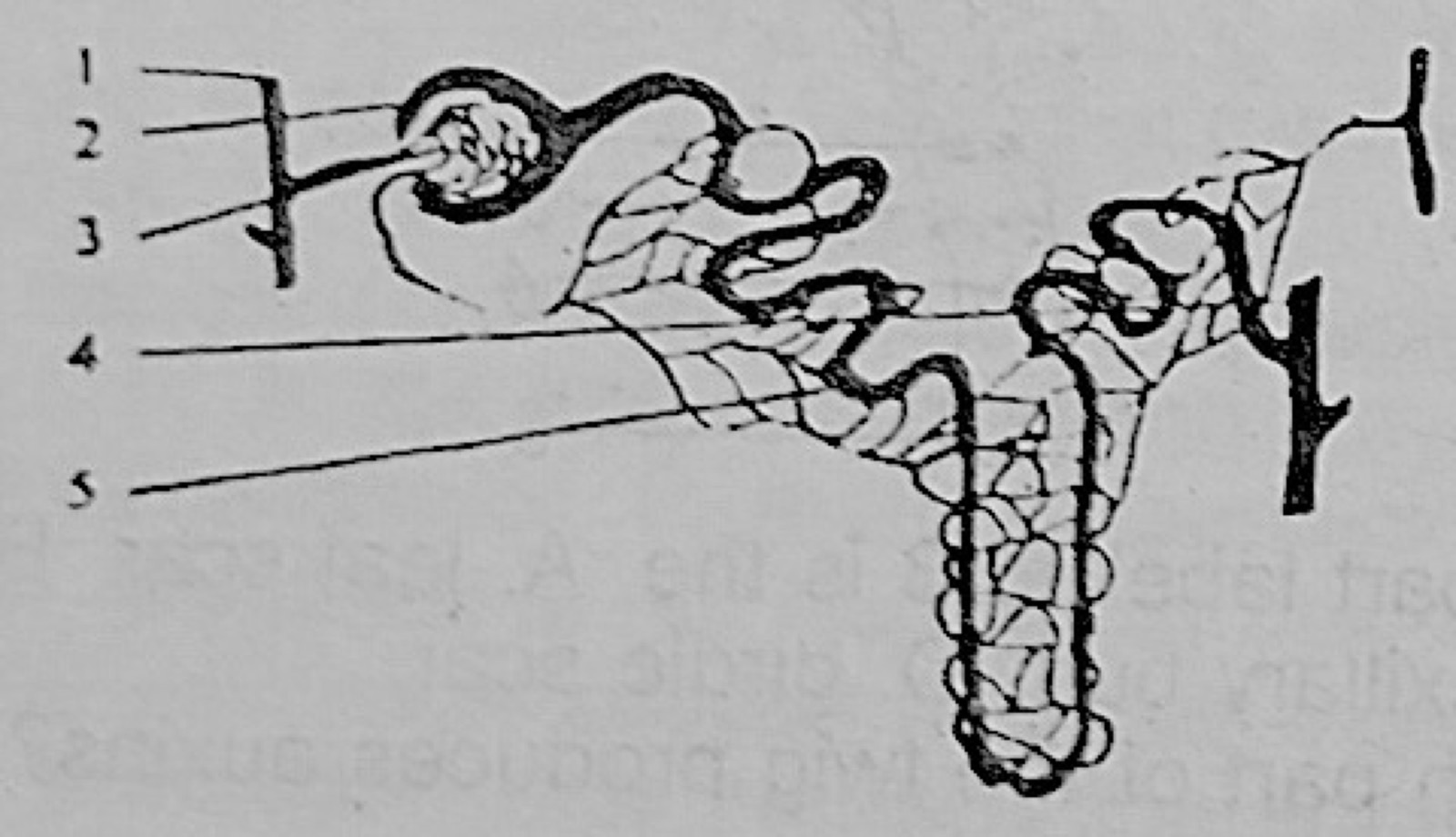 Diagram for this question