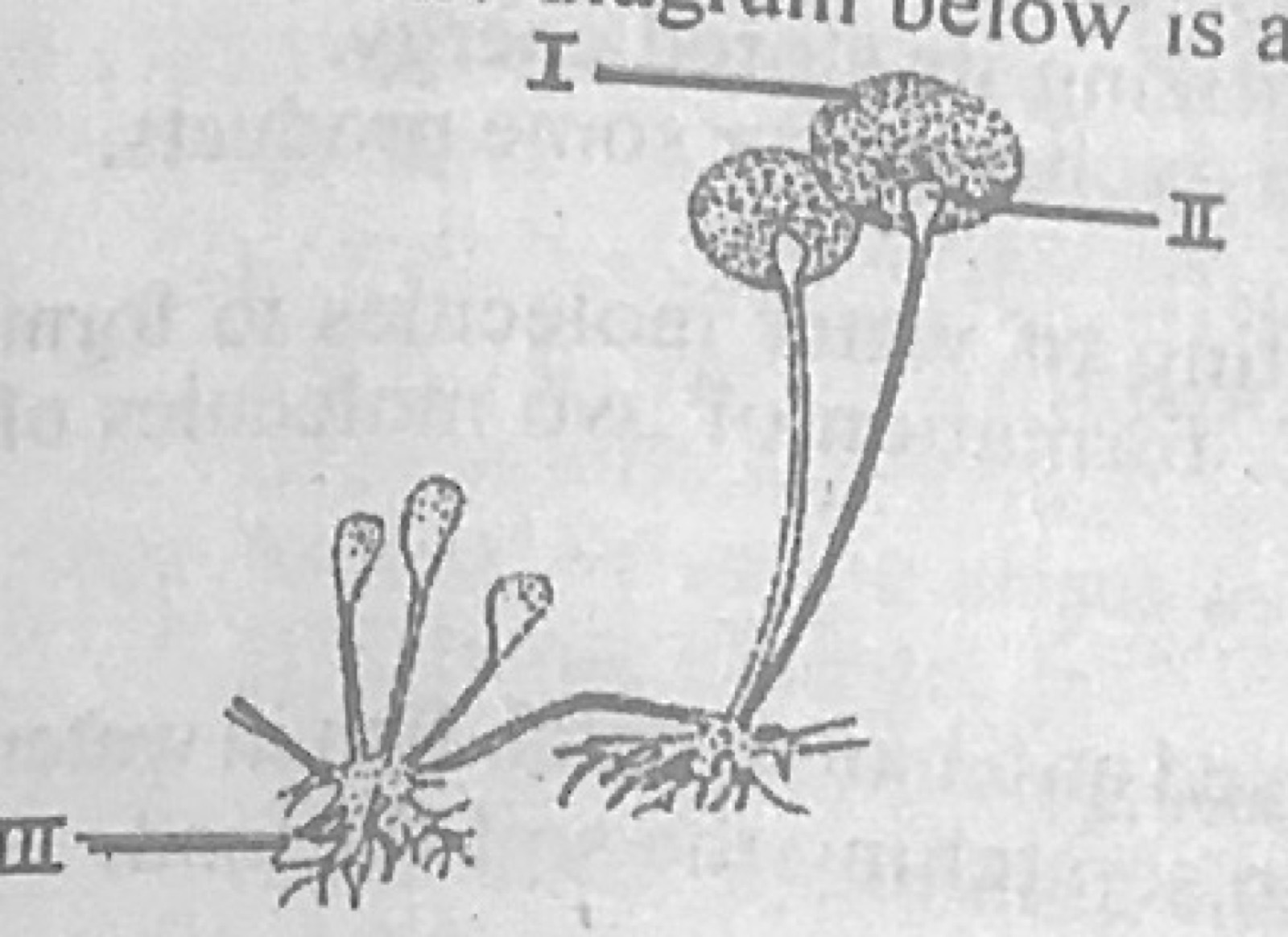 Diagram for this question