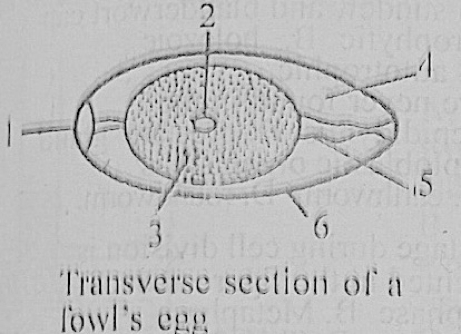 Diagram for this question