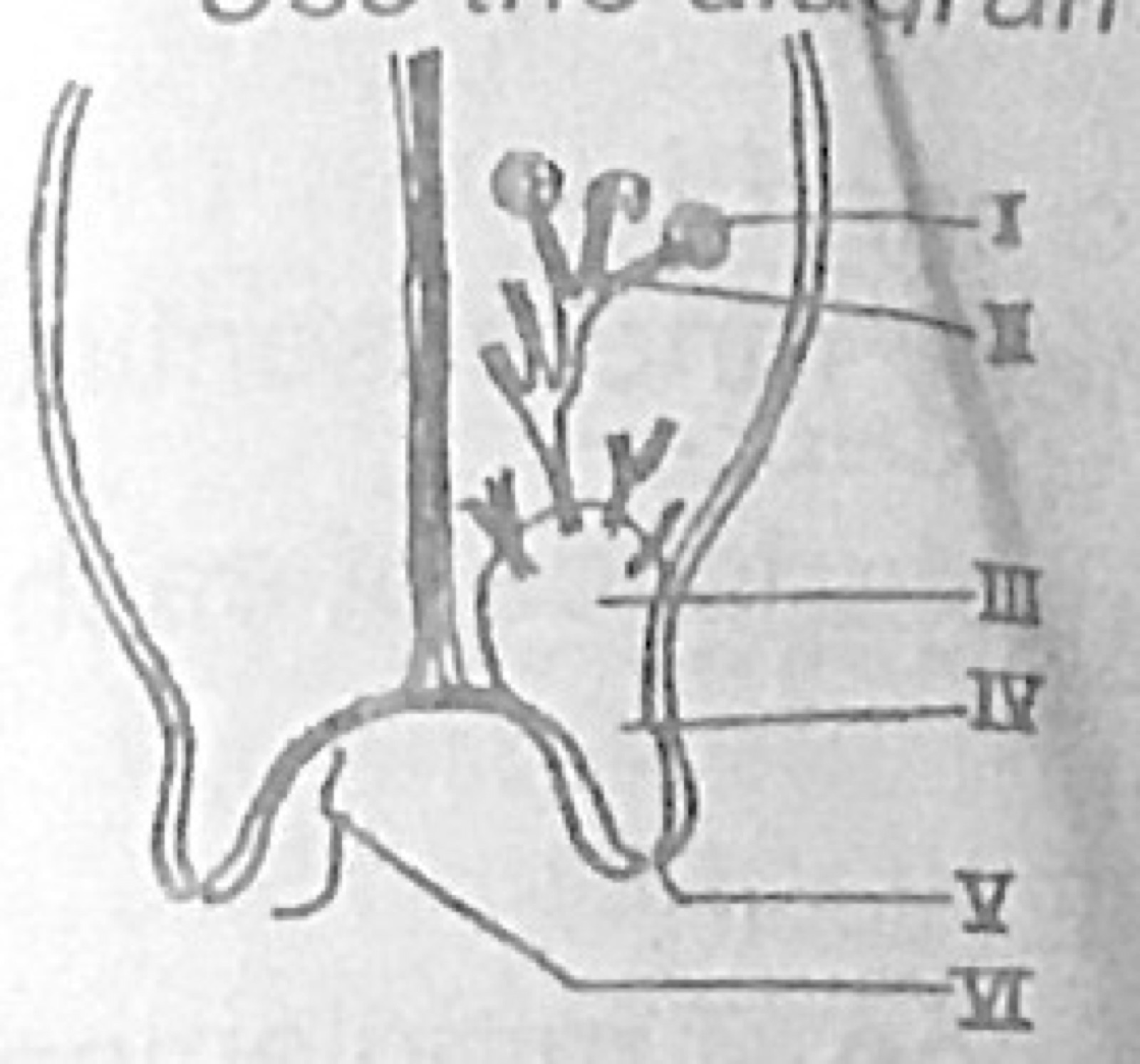 Diagram for this question