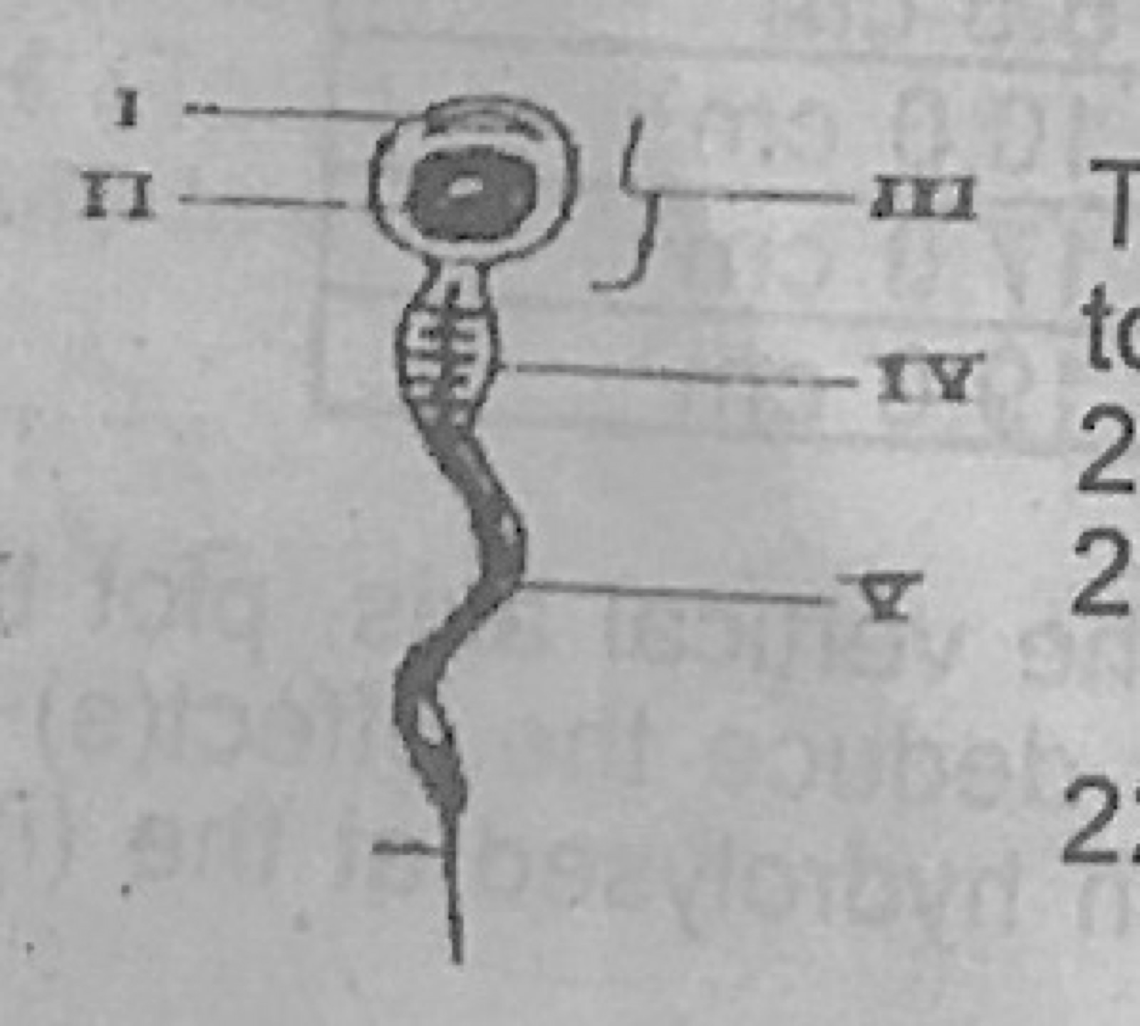 Diagram for this question