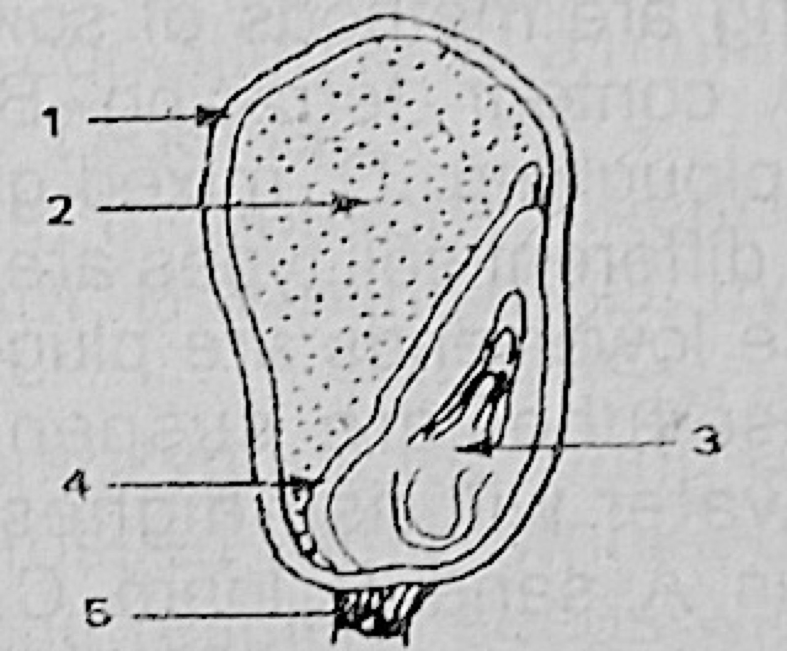 Diagram for this question