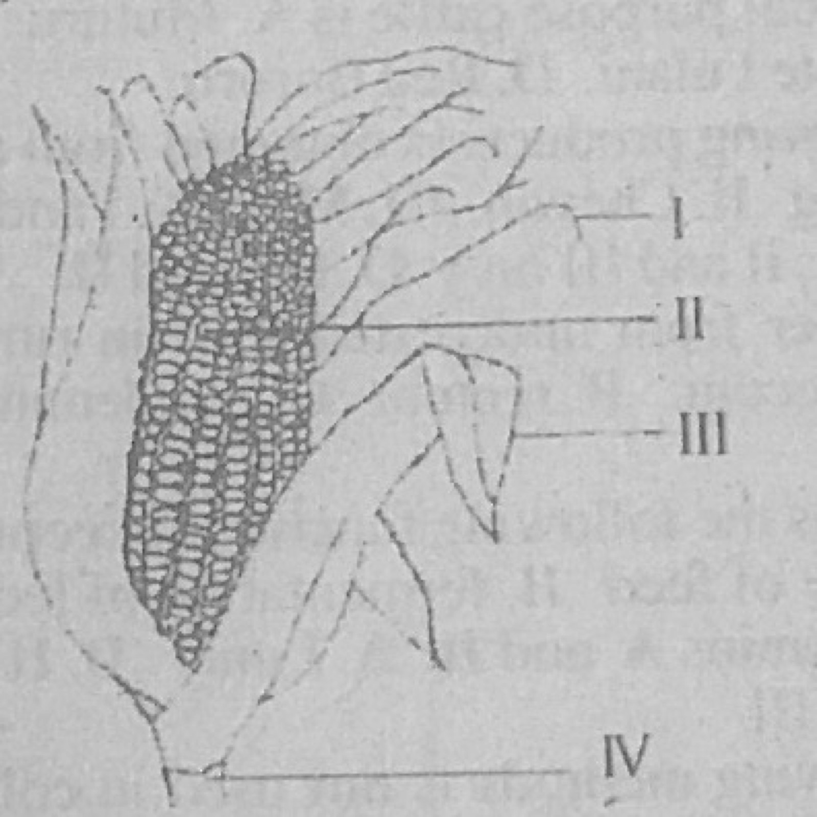 Diagram for this question