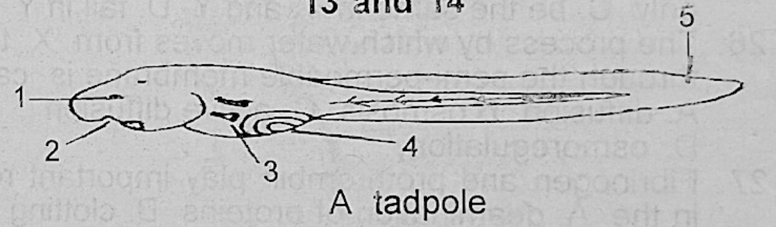 Diagram for this question