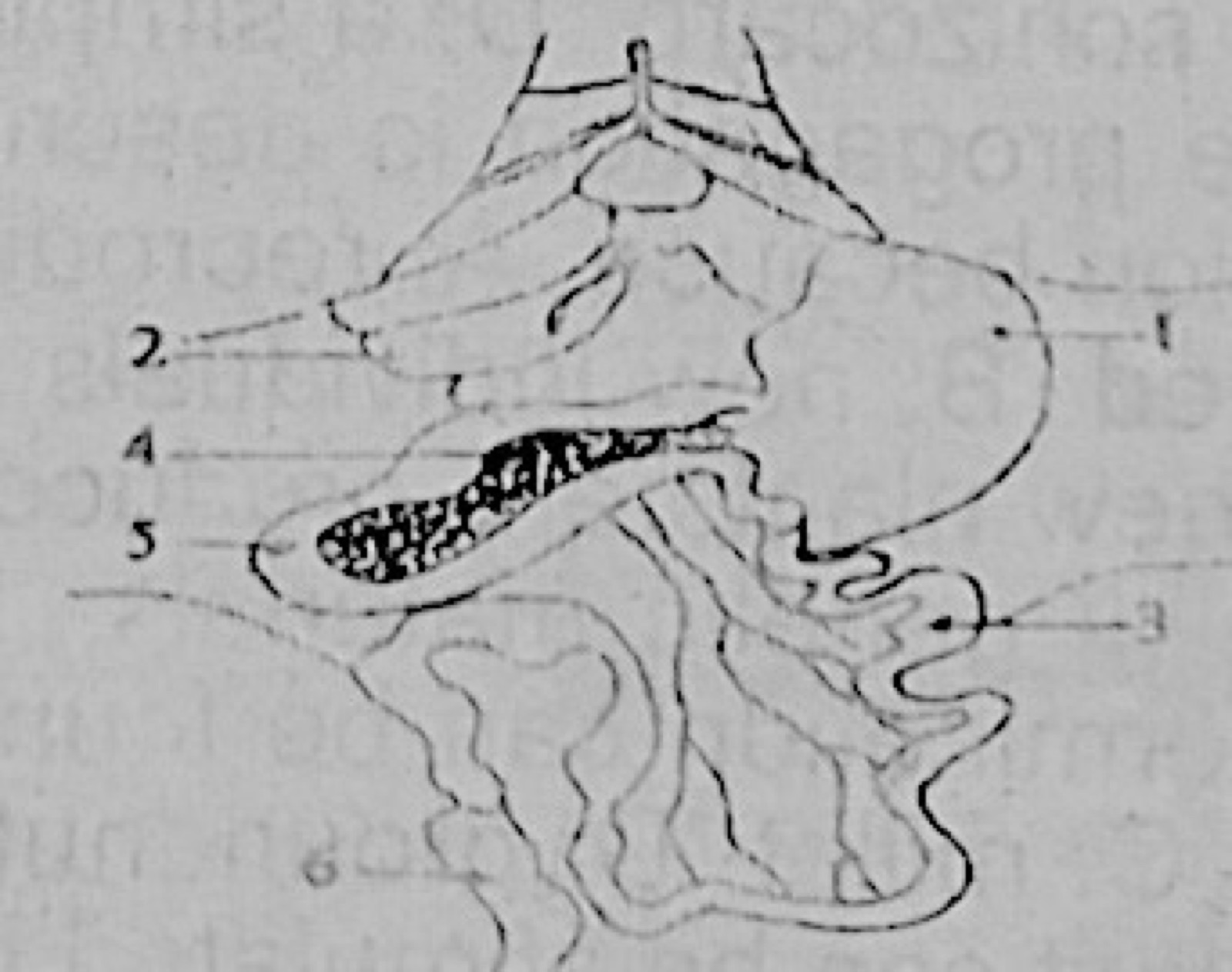 Diagram for this question