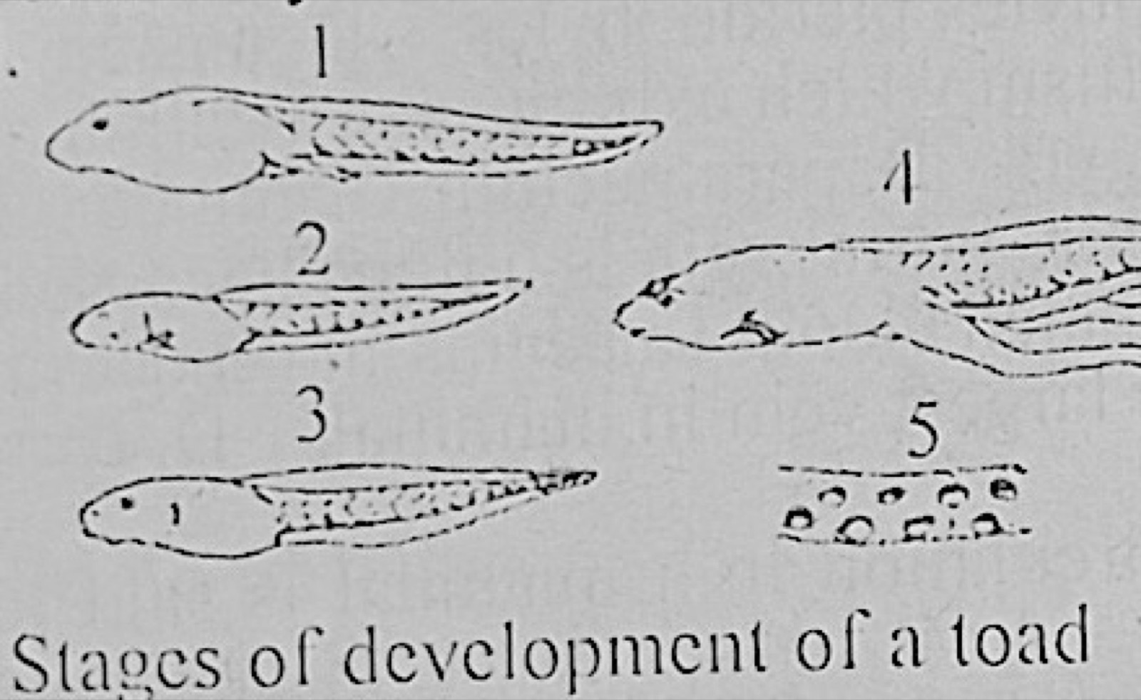 Diagram for this question