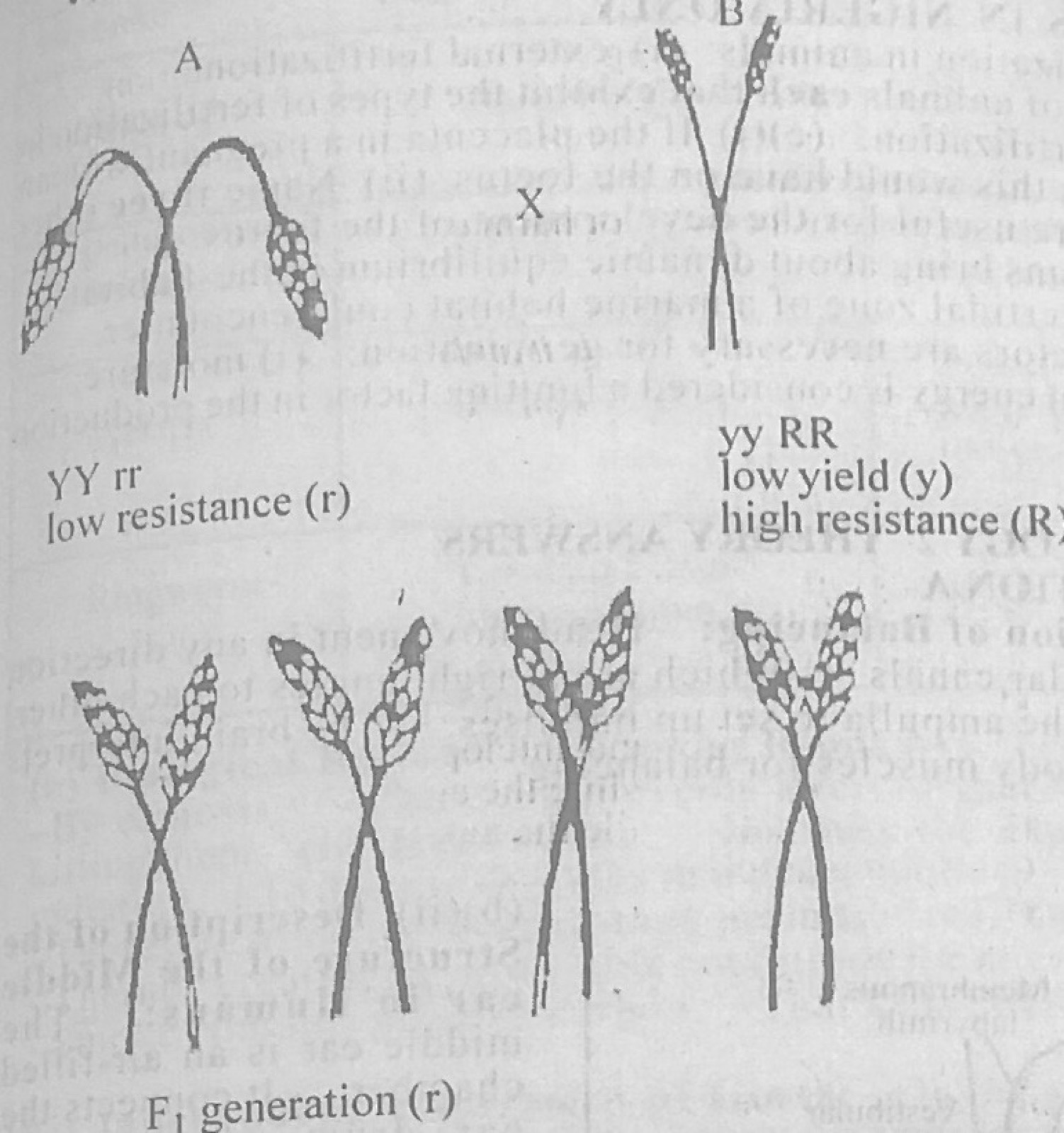 Diagram for this question