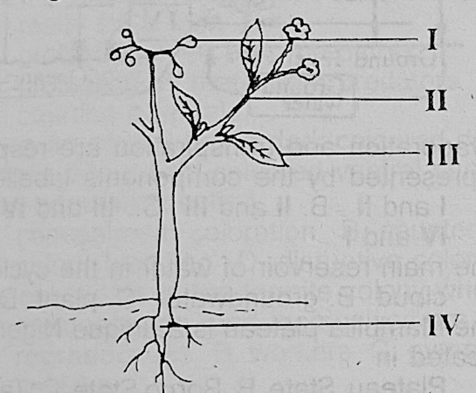 Diagram for this question