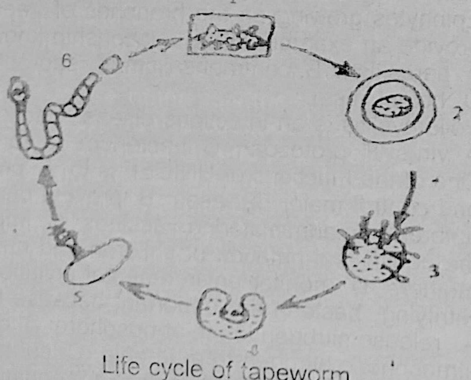 Diagram for this question