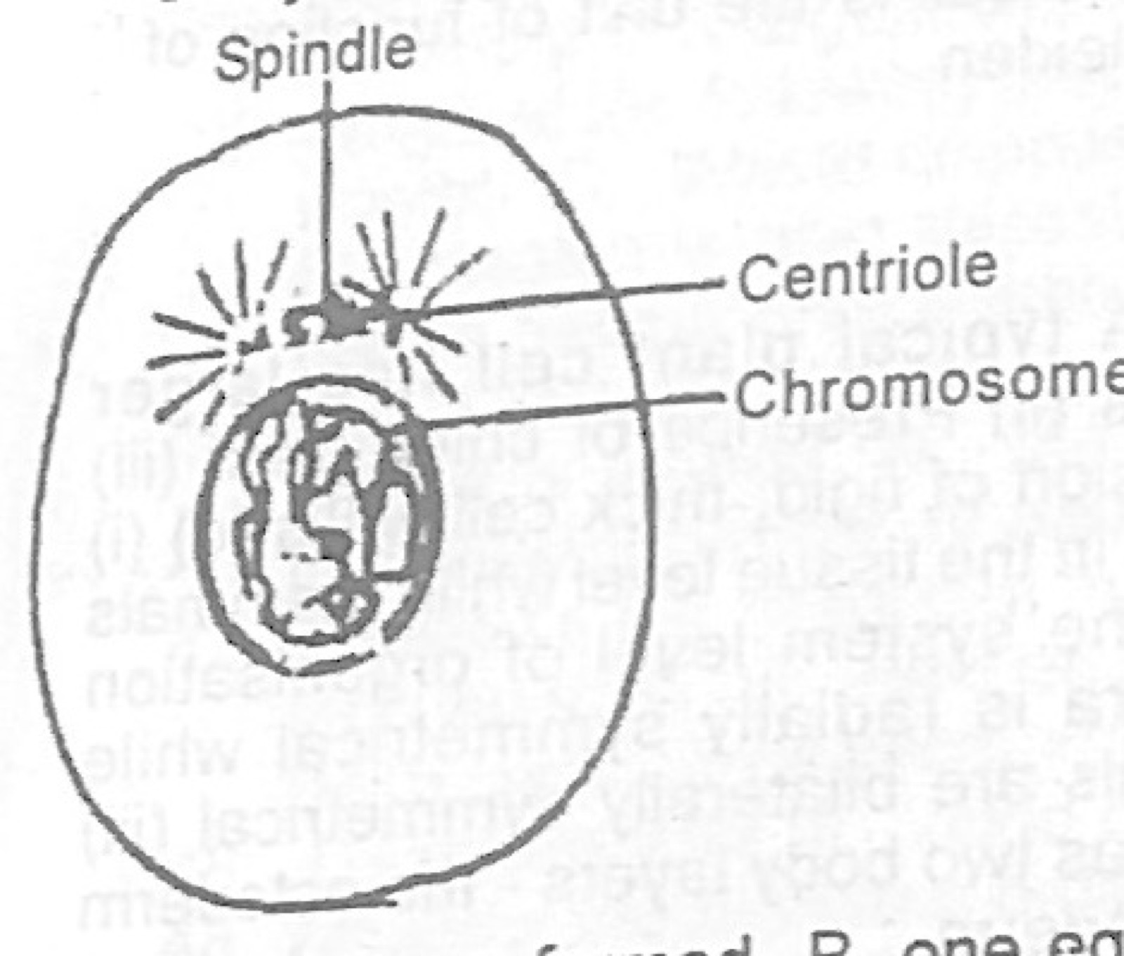 Diagram for this question