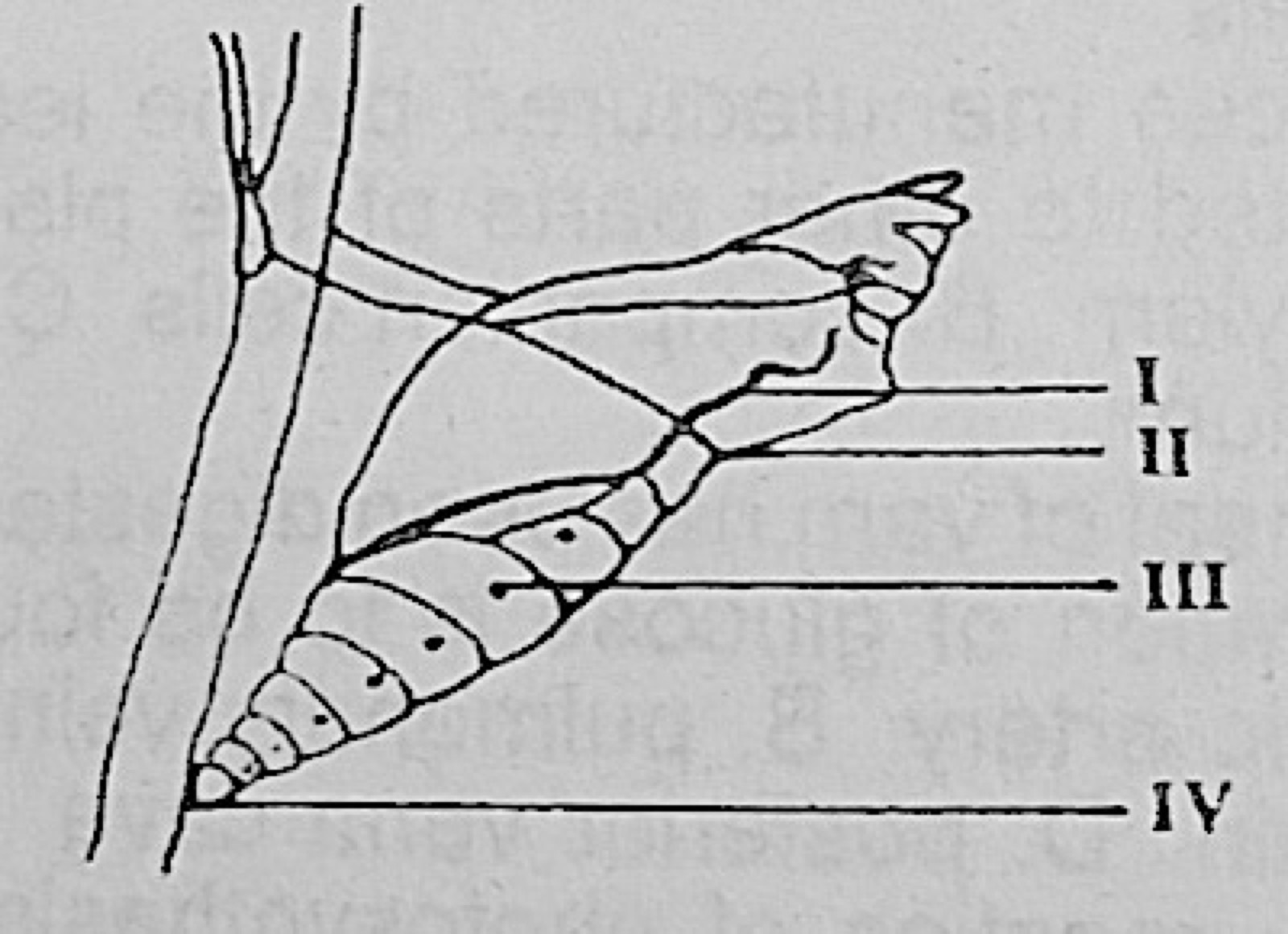 Diagram for this question
