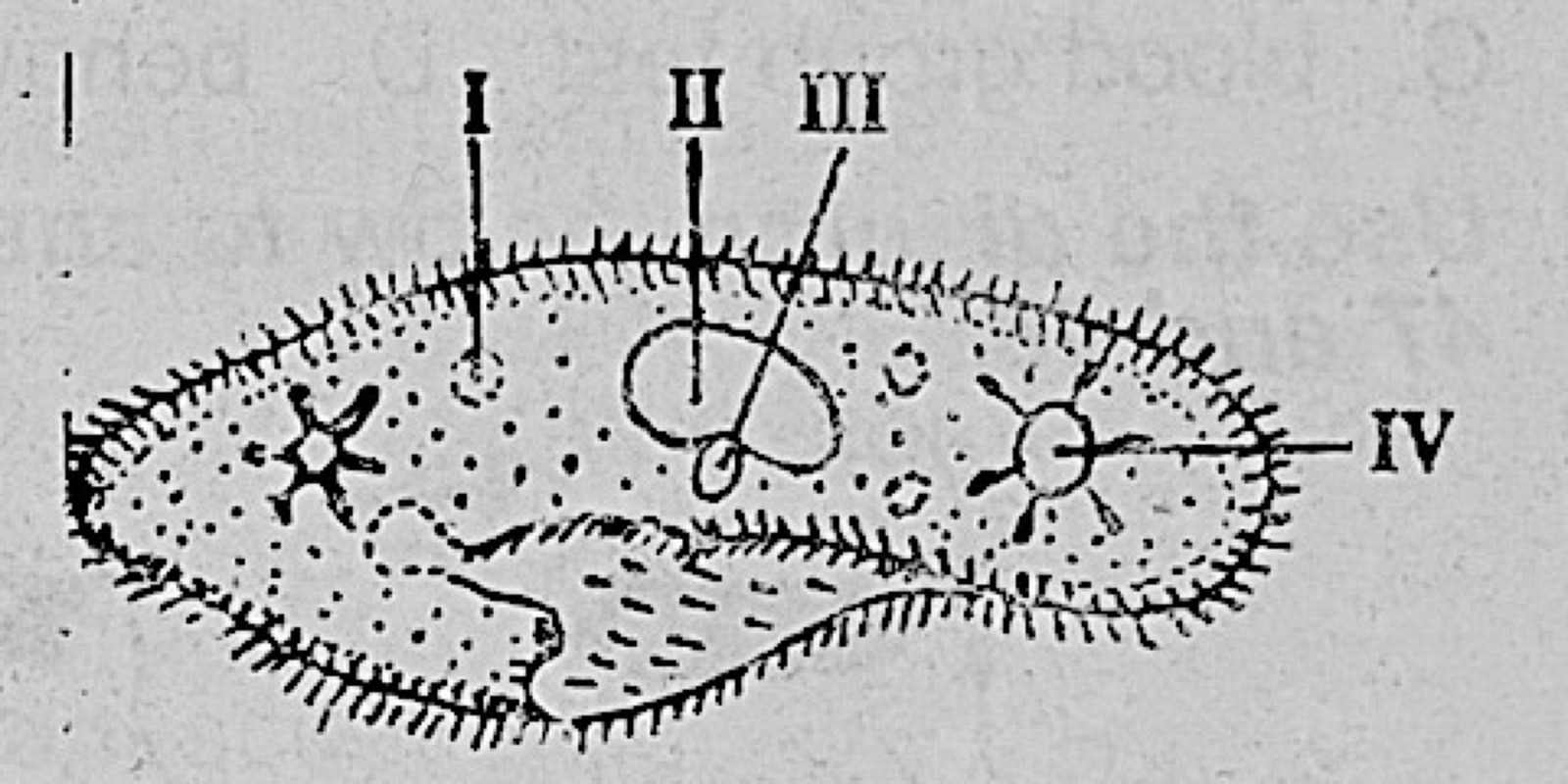 Diagram for this question