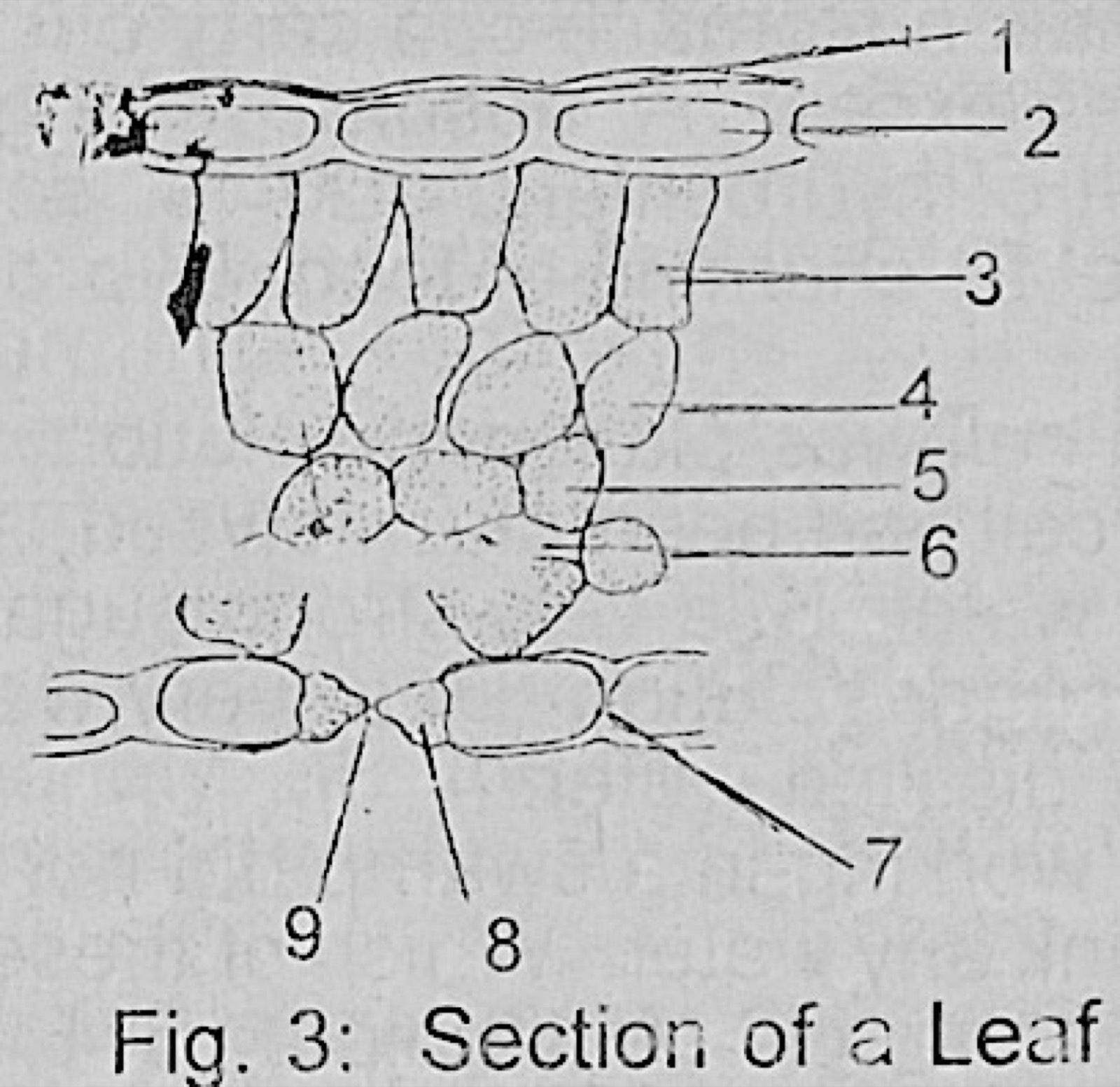 Diagram for this question