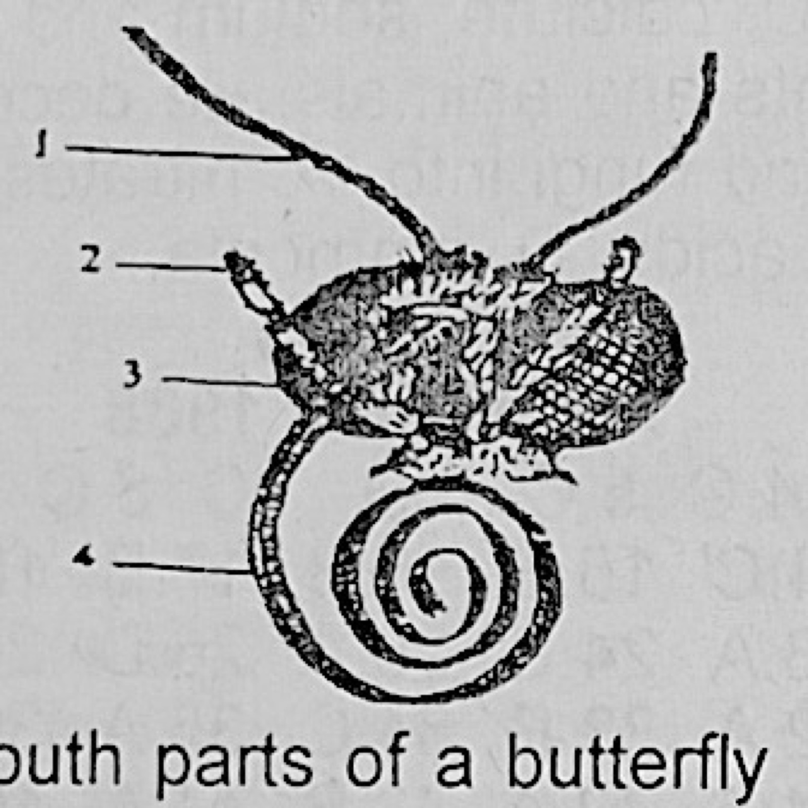 Diagram for this question