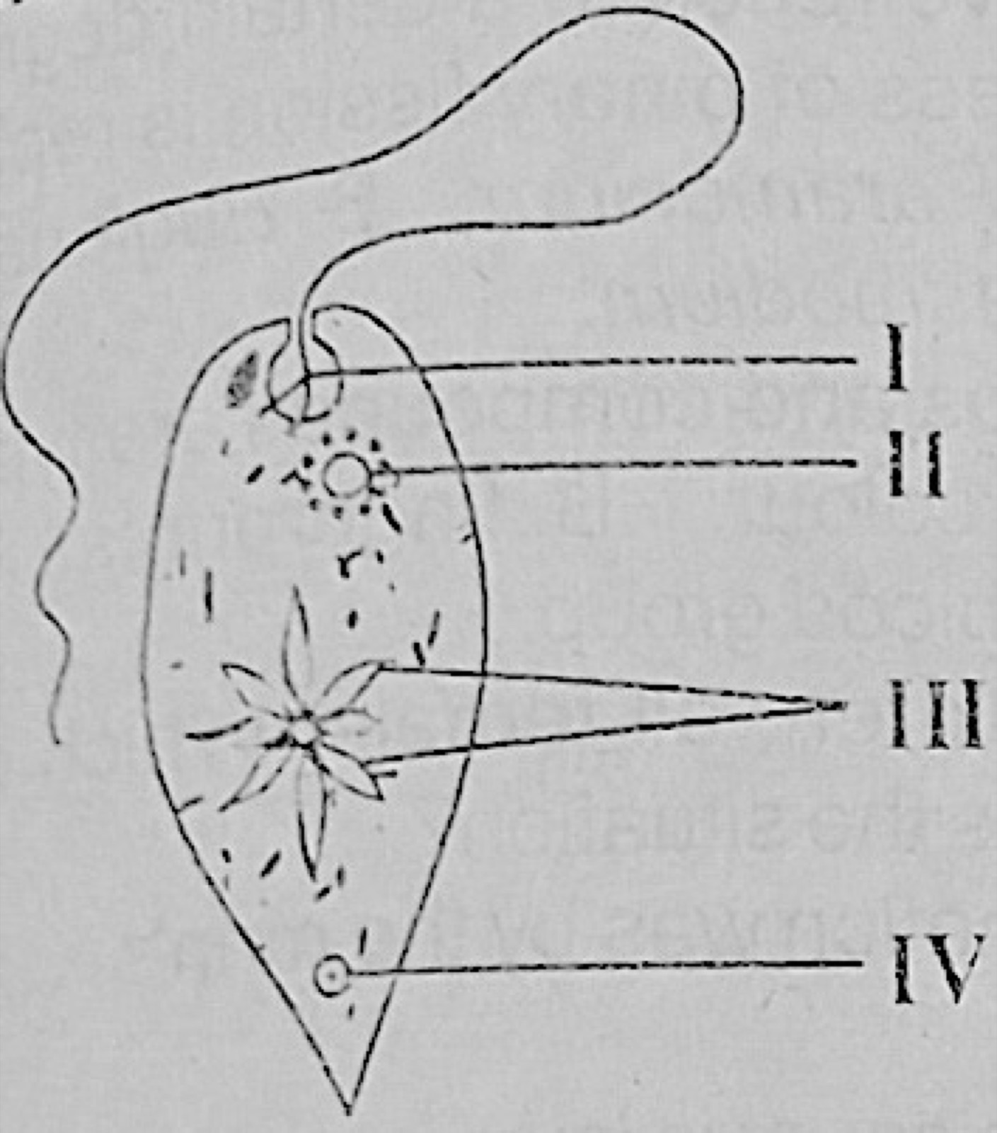 Diagram for this question