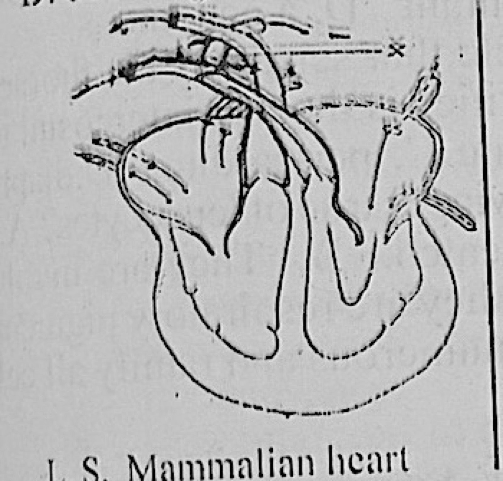 Diagram for this question