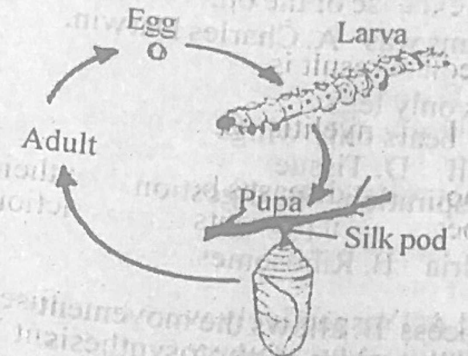 Diagram for this question