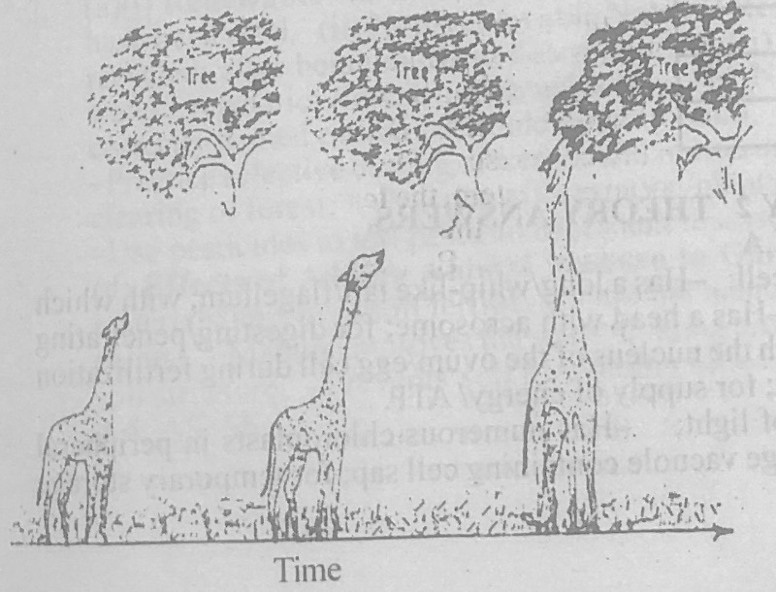 Diagram for this question