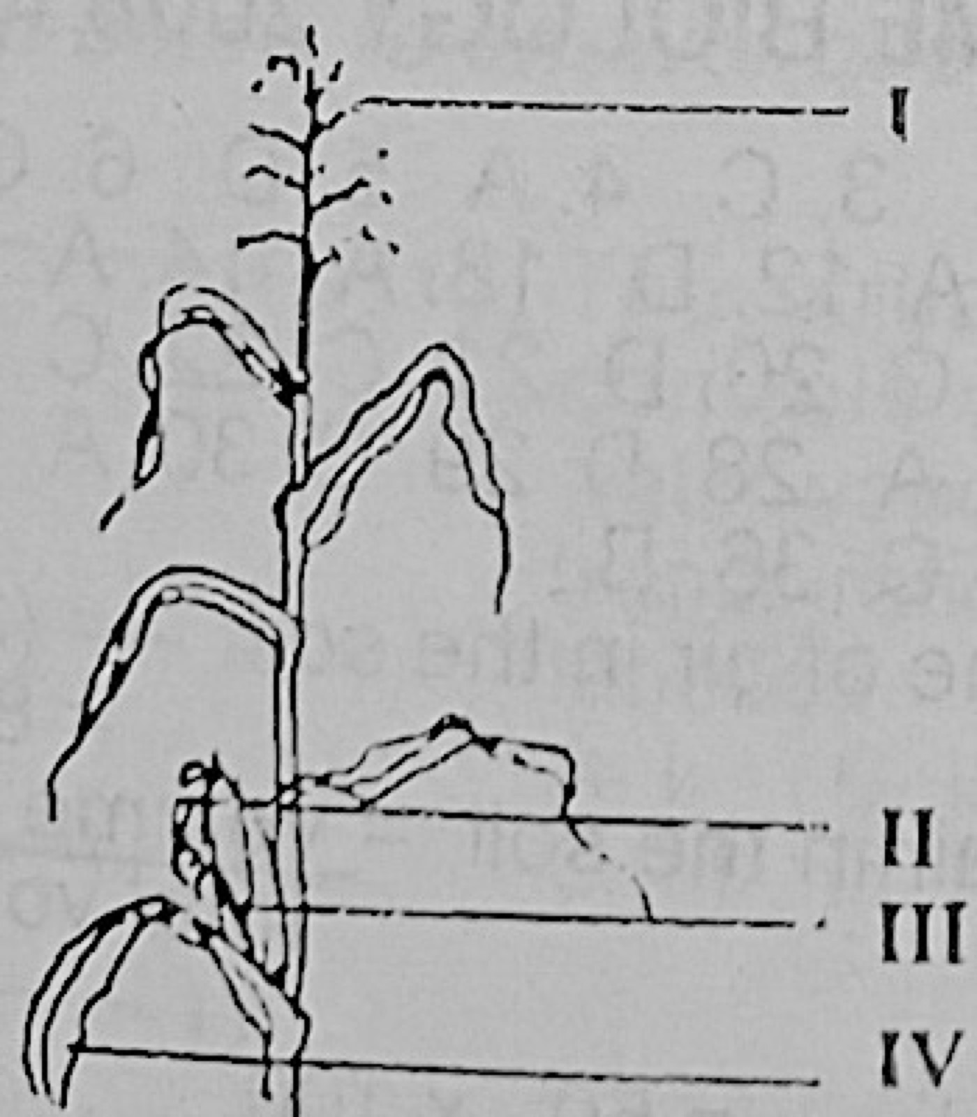 Diagram for this question