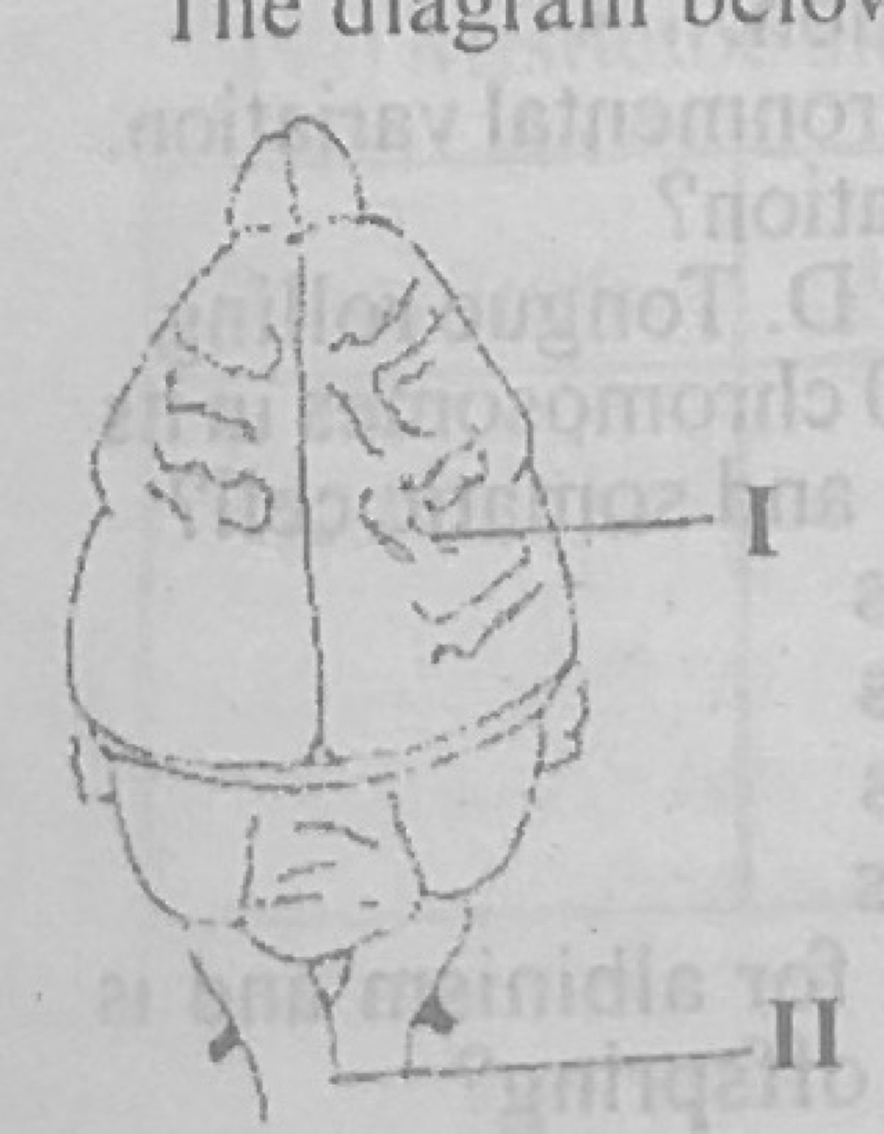 Diagram for this question