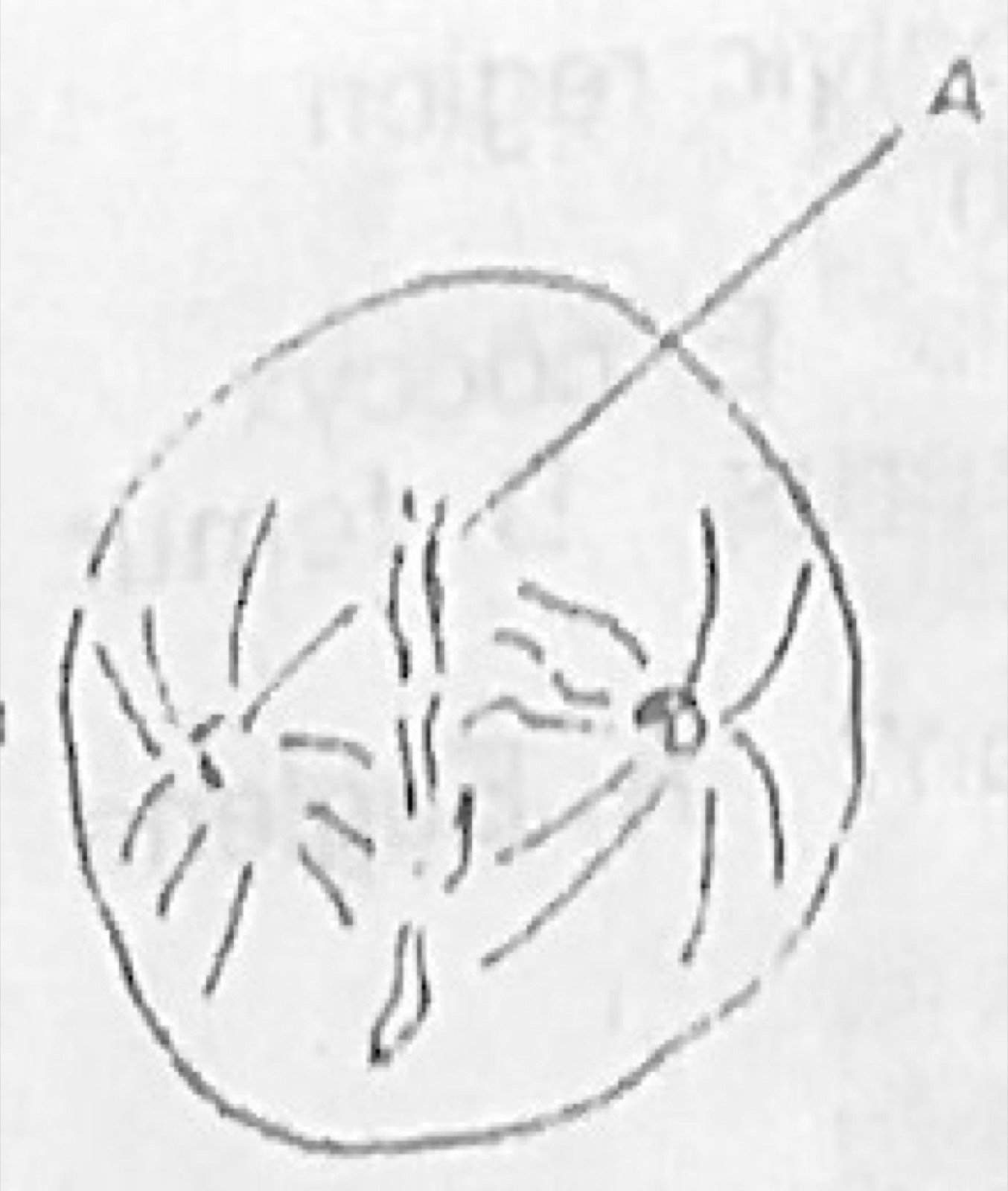 Diagram for this question