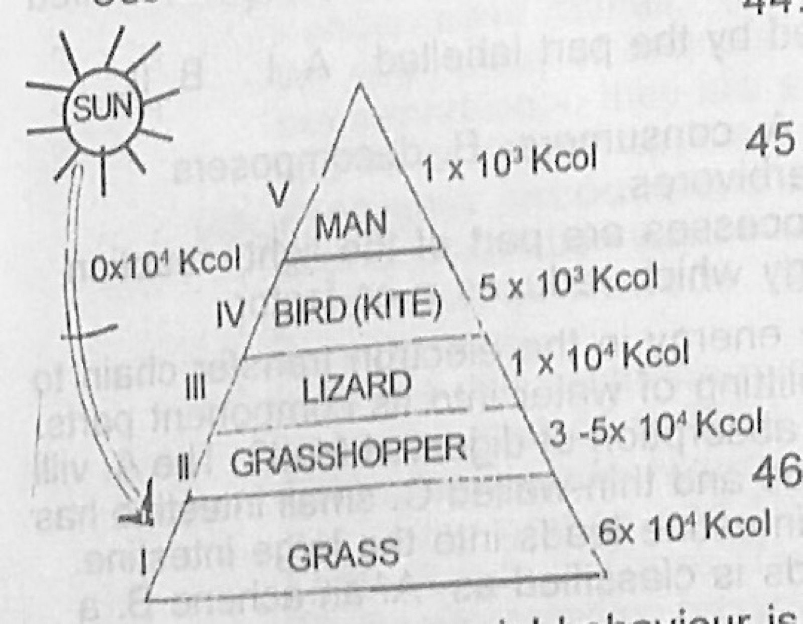 Diagram for this question