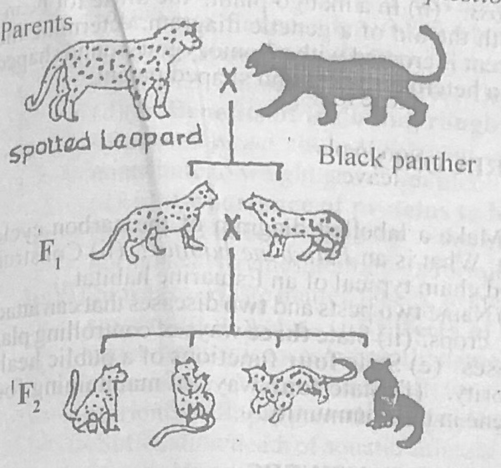 Diagram for this question