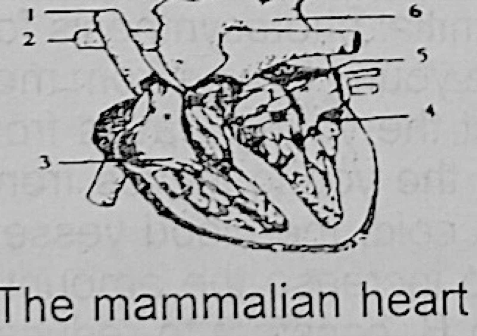 Diagram for this question
