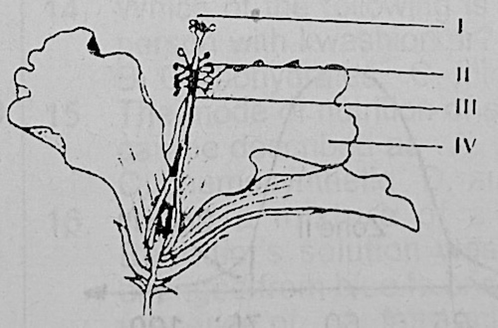 Diagram for this question