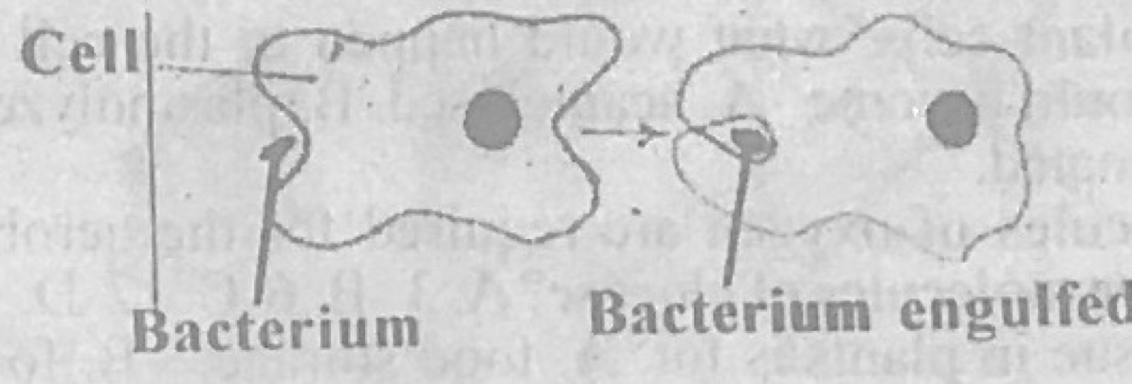 Diagram for this question
