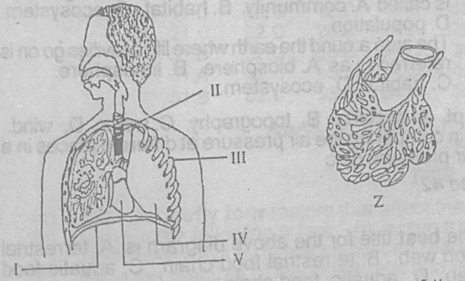 Diagram for this question
