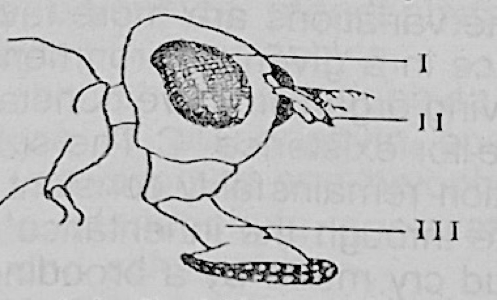 Diagram for this question